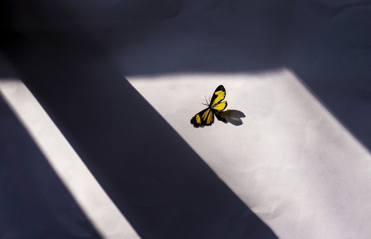 butterfly, window, art-5344157.jpg